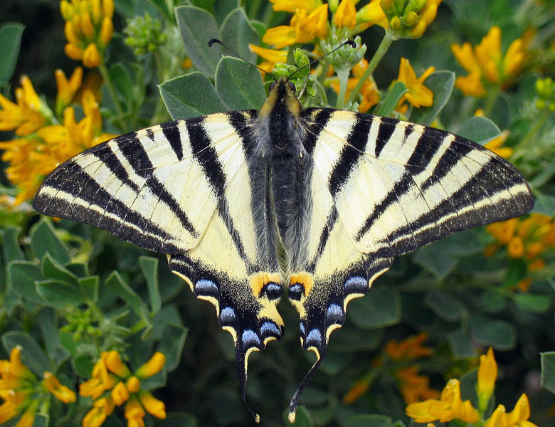 780px-Iphiclides_podalirius.jpg